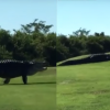 Chubbs is back! WATCH gigantic 15ft alligator roam Florida golf course